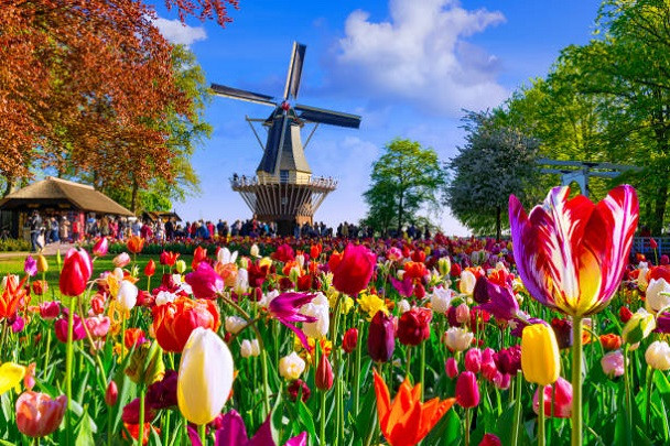 «Весенняя симфония Нидерландов»